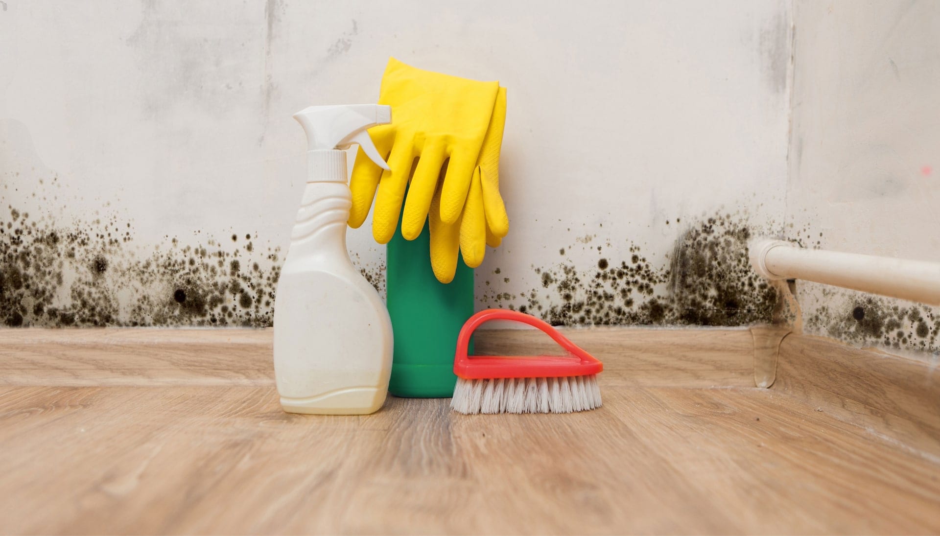 Know About Mold Removal In Denver