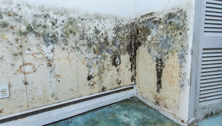 Mold Damage Odor Control Services in Denver